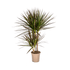 Dracaena marginata ‘Magenta’ – Exotische Zimmerpflanze - Wurzelwerk Design