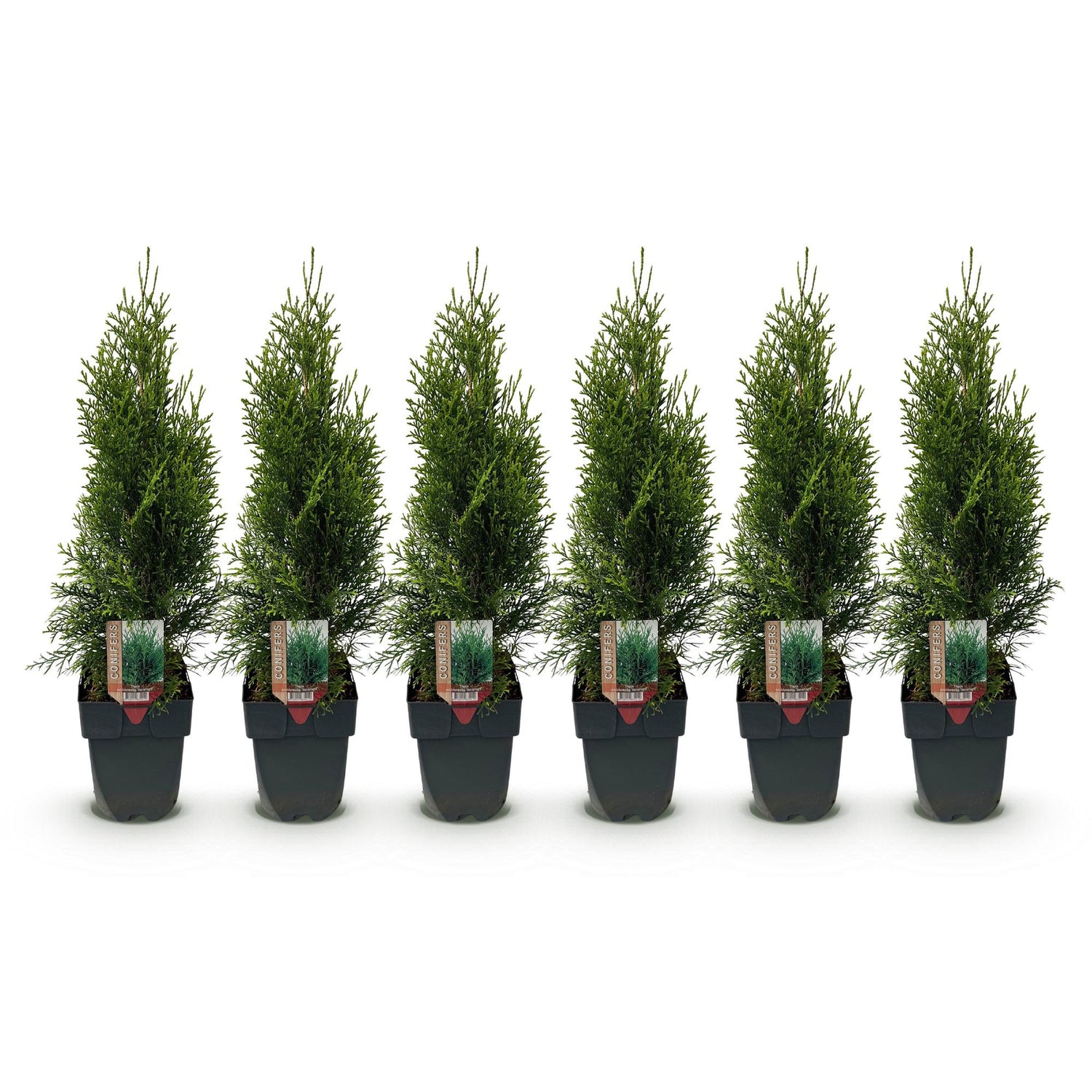 Lebensbaum Smaragd – Thuja occidentalis online kaufen | 6 Pflanzen für 1 m Hecke, immergrün &amp; winterhart – Wurzelwerk Design
