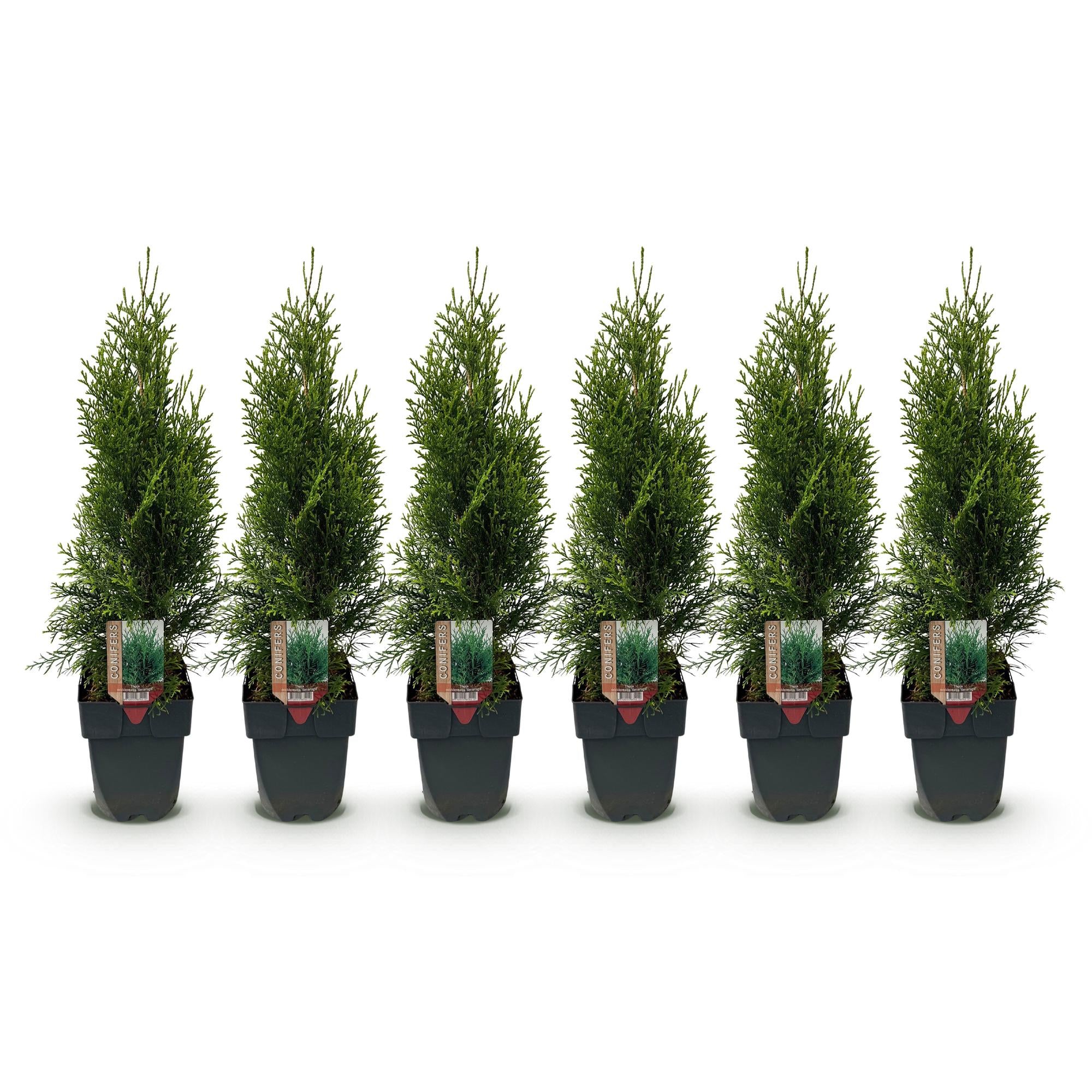 Lebensbaum Smaragd – Thuja occidentalis online kaufen | 6 Pflanzen für 1 m Hecke, immergrün &amp; winterhart – Wurzelwerk Design