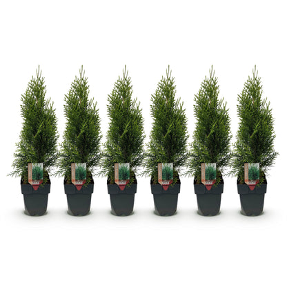 Lebensbaum Smaragd – Thuja occidentalis online kaufen | 6 Pflanzen für 1 m Hecke, immergrün &amp; winterhart – Wurzelwerk Design