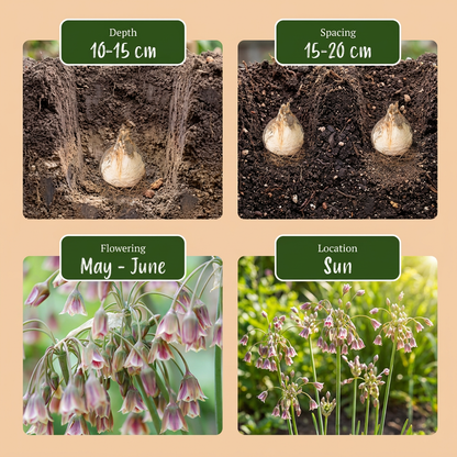 Sizilianischer Honigknoblauch Creme-Rosa – Allium siculum online kaufen | 40 bis 320 Blumenzwiebeln, nickende Glockenblüten – Wurzelwerk Design