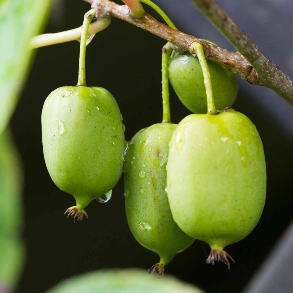 Zwei Everspring Kiwi-Actinidia arguta Issai Pflanzen in Töpfen, grüne Früchte, ca. 40 cm hoch, für den Garten.