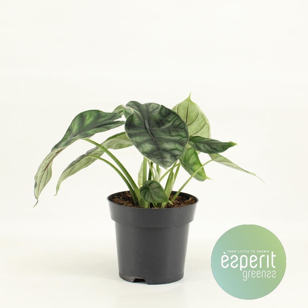 Everspring Alocasia ‘Dragon Scale’ Pflanze, 14 cm Topf, grüne Blätter mit schuppenartiger Oberfläche, 25 cm hoch