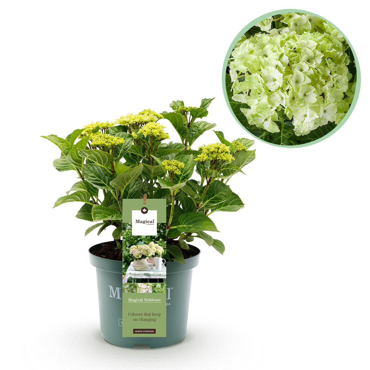 Weiße Hortensie Hydrangea Magical Nobless in Topf, 23cm Durchmesser, 55cm hoch, mit 6-10 Blüten, Everspring Pflanze
