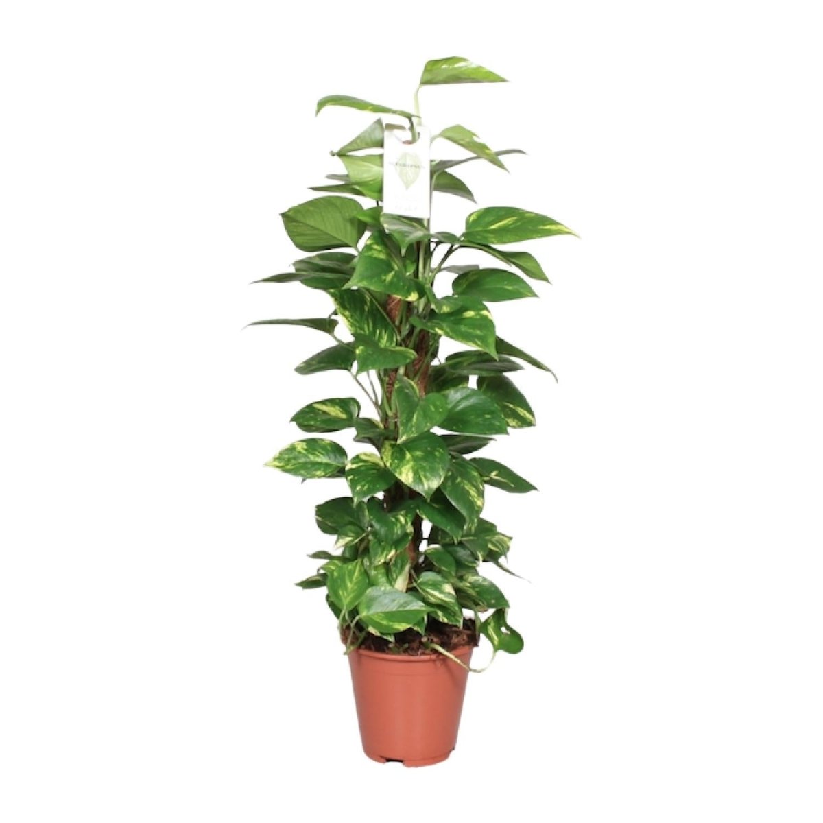 Epipremnum Pinnatum Mosstok 80cm Scindapsus - Ø19cm - ↕80cm - Wurzelwerk Design