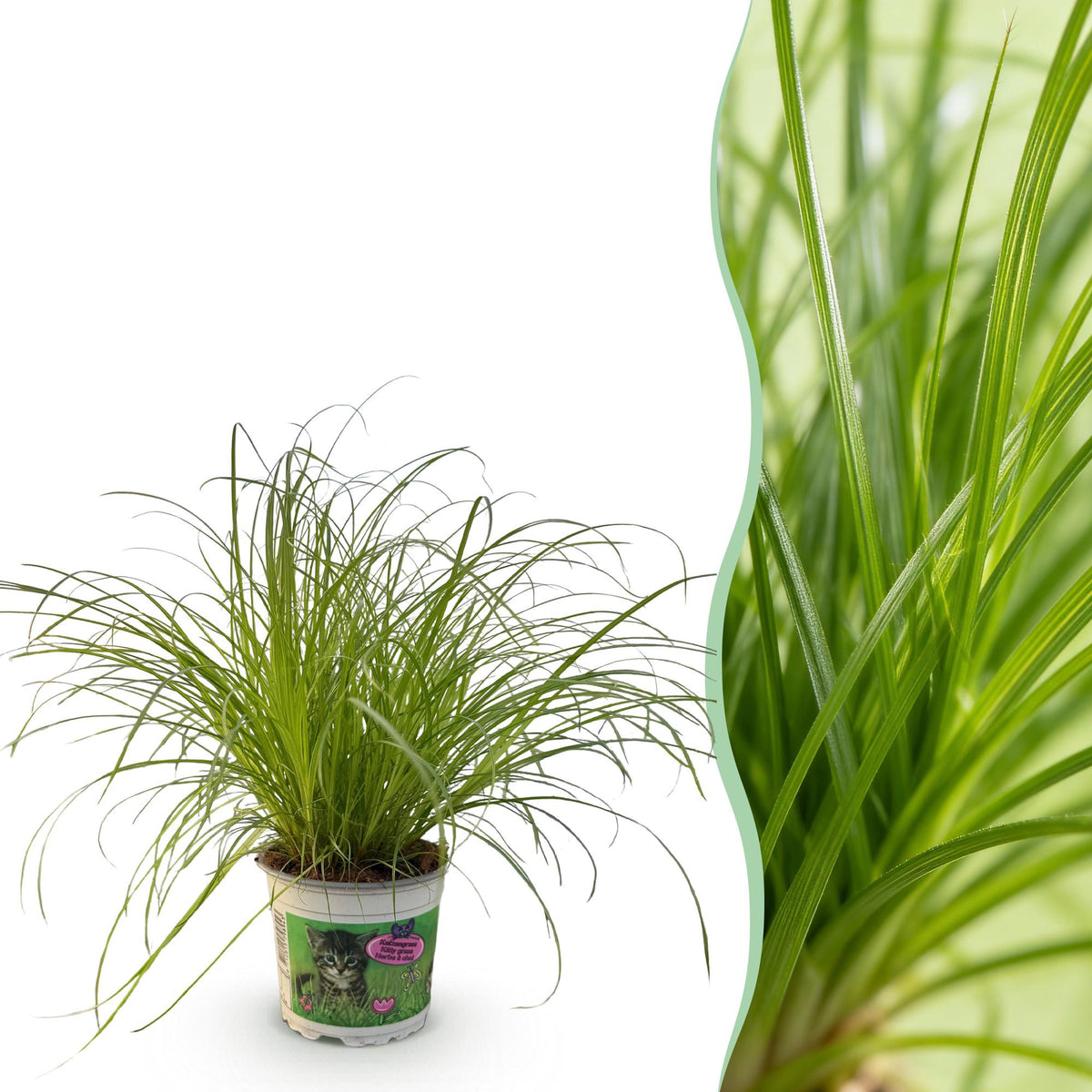 Everspring Cyperus alternifolius Zumula, katzenfreundliche Grünpflanze in Topf, 20cm hoch, ideal für Haustierhaushalte.