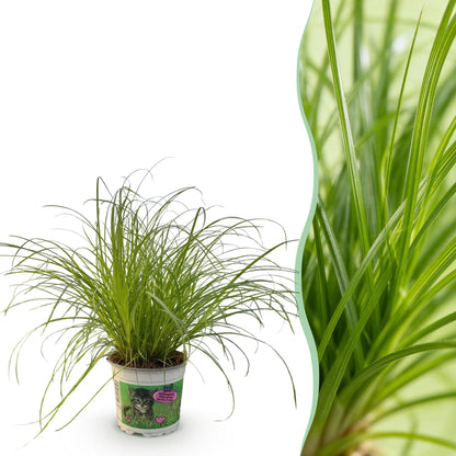 Everspring Cyperus alternifolius Zumula, katzenfreundliche Grünpflanze in Topf, 20cm hoch, ideal für Haustierhaushalte.