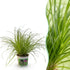 Everspring Cyperus alternifolius Zumula, katzenfreundliche Grünpflanze in Topf, 20cm hoch, ideal für Haustierhaushalte.