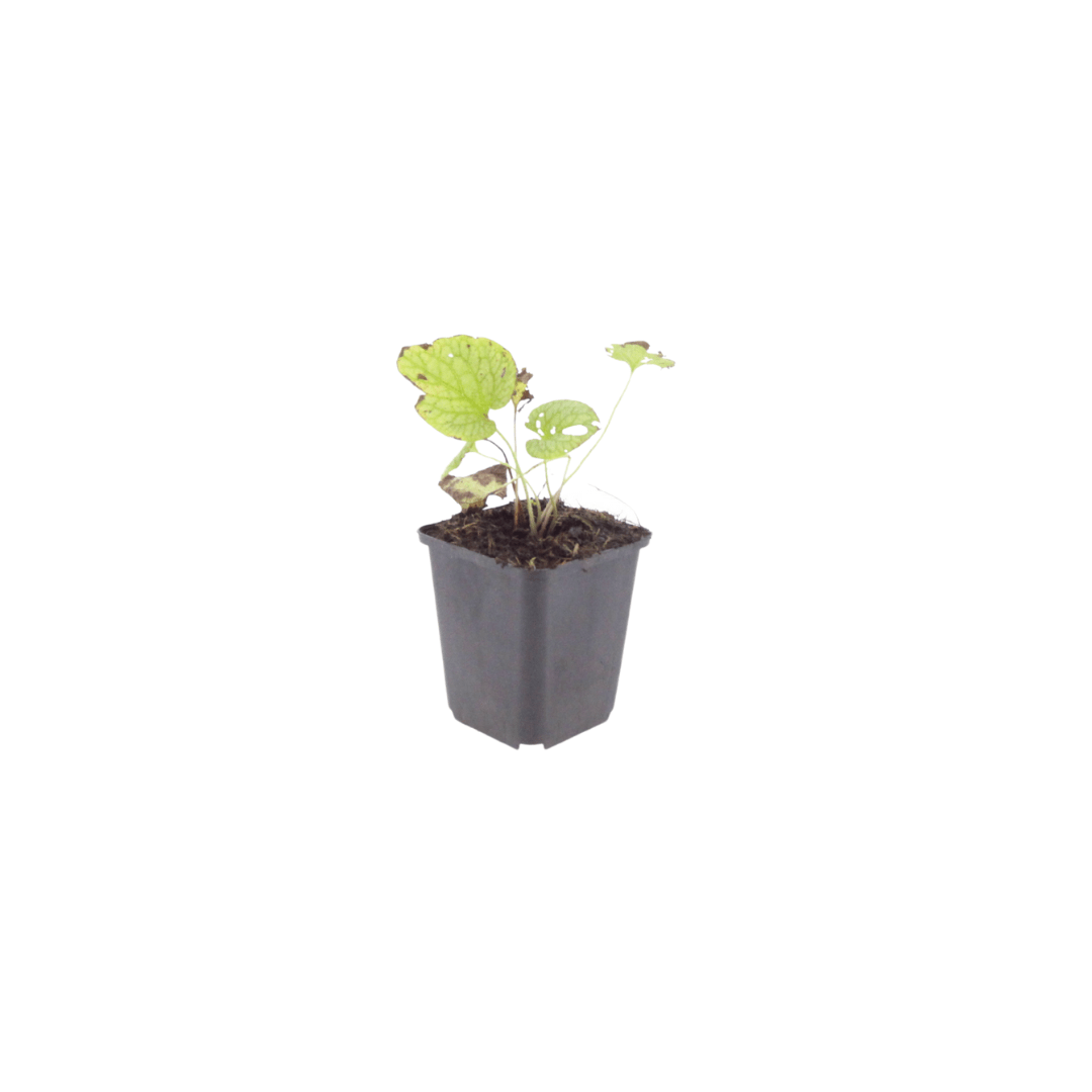 Sechs Everspring Brunnera macr. &