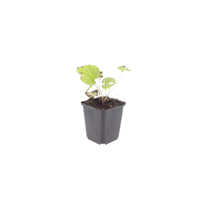 Sechs Everspring Brunnera macr. &