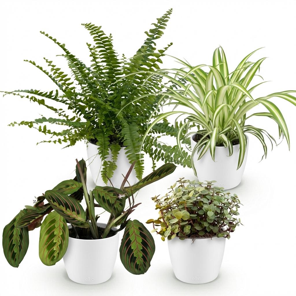 Vier Zimmerpflanzen-Mix mit Chlorophytum, Maranta, Calissia und Nephrolepsis in weißem, grauem oder Korb, 25 cm hoch.