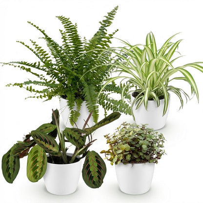 Vier Zimmerpflanzen-Mix mit Chlorophytum, Maranta, Calissia und Nephrolepsis in weißem, grauem oder Korb, 25 cm hoch.