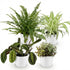 Vier Zimmerpflanzen-Mix mit Chlorophytum, Maranta, Calissia und Nephrolepsis in weißem, grauem oder Korb, 25 cm hoch.