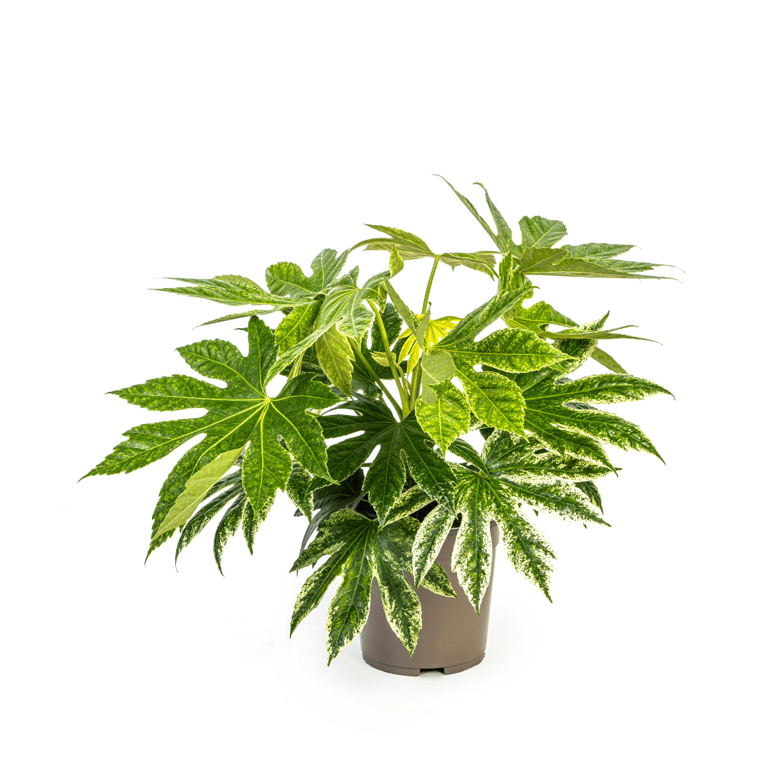 Fatsia japonica ‘Spider’s Web’ 40–50 cm | Japanische Aralie im Ø19 cm Topf – Immergrün &amp; Exklusiv - Wurzelwerk Design