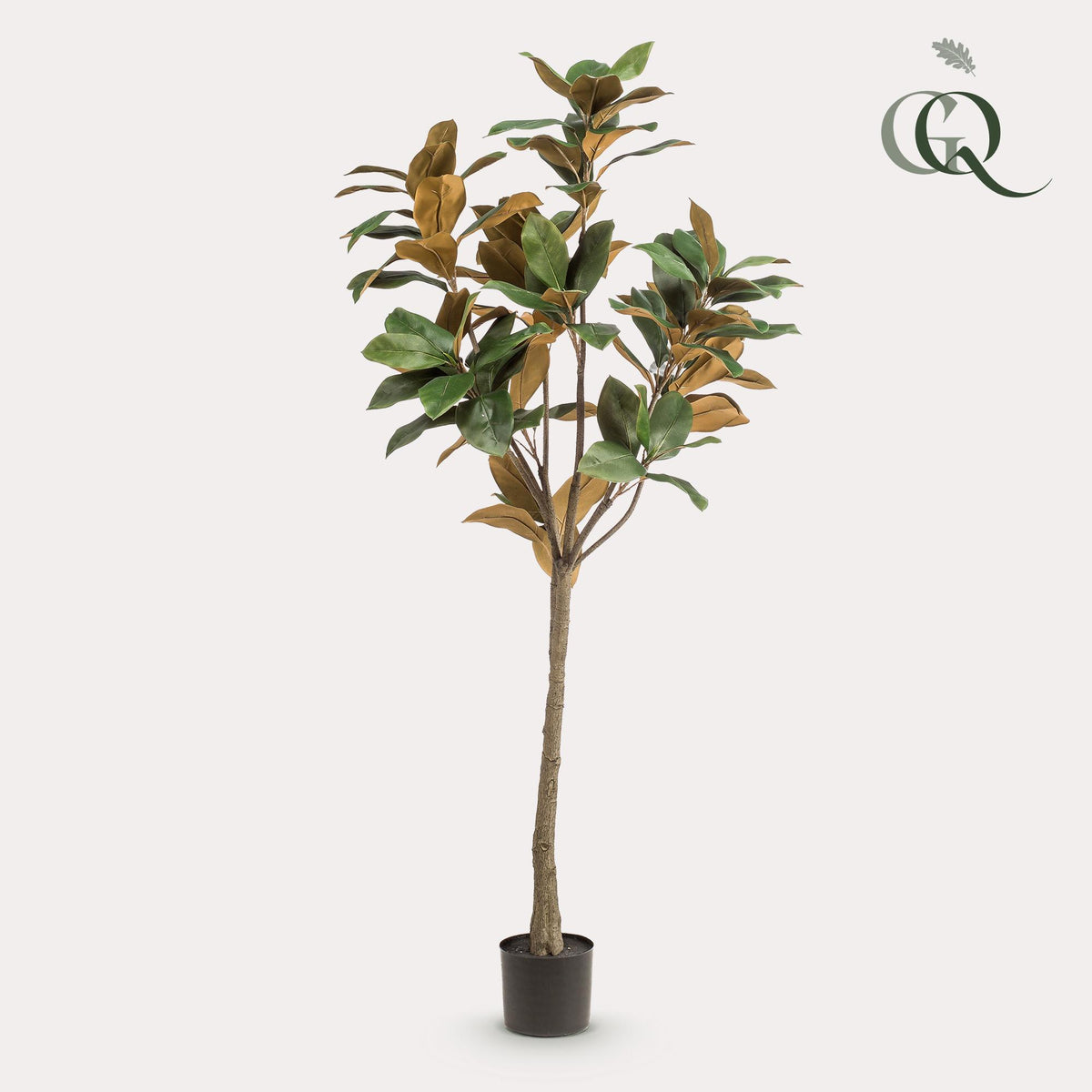 Kunstpflanze Magnolia Grandiflora von Everspring, 150cm oder 180cm hoch, mit grünen Blättern und weißen Blüten, realistisch wirkend