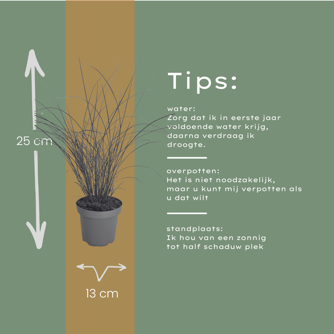 Chinaschilf Gracillimus kaufen | 3× Miscanthus, Ø 12 cm