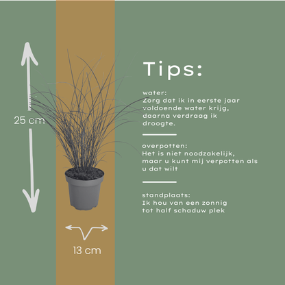 Chinaschilf Gracillimus kaufen | 3× Miscanthus, Ø 12 cm