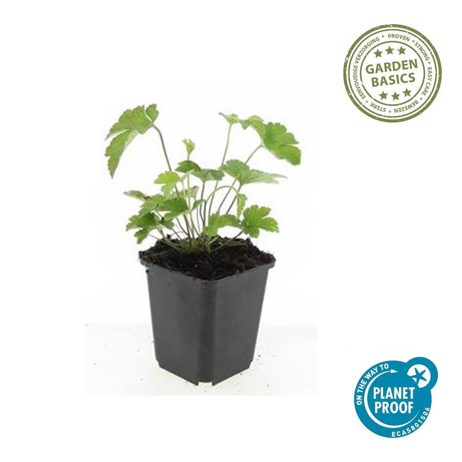 24x Anemone tomentosa ‘Robustissima’ – Herbst - Anemone für Beete &amp; Rabatten – Höhe 10–25 cm – Ø 9 cm - Wurzelwerk Design