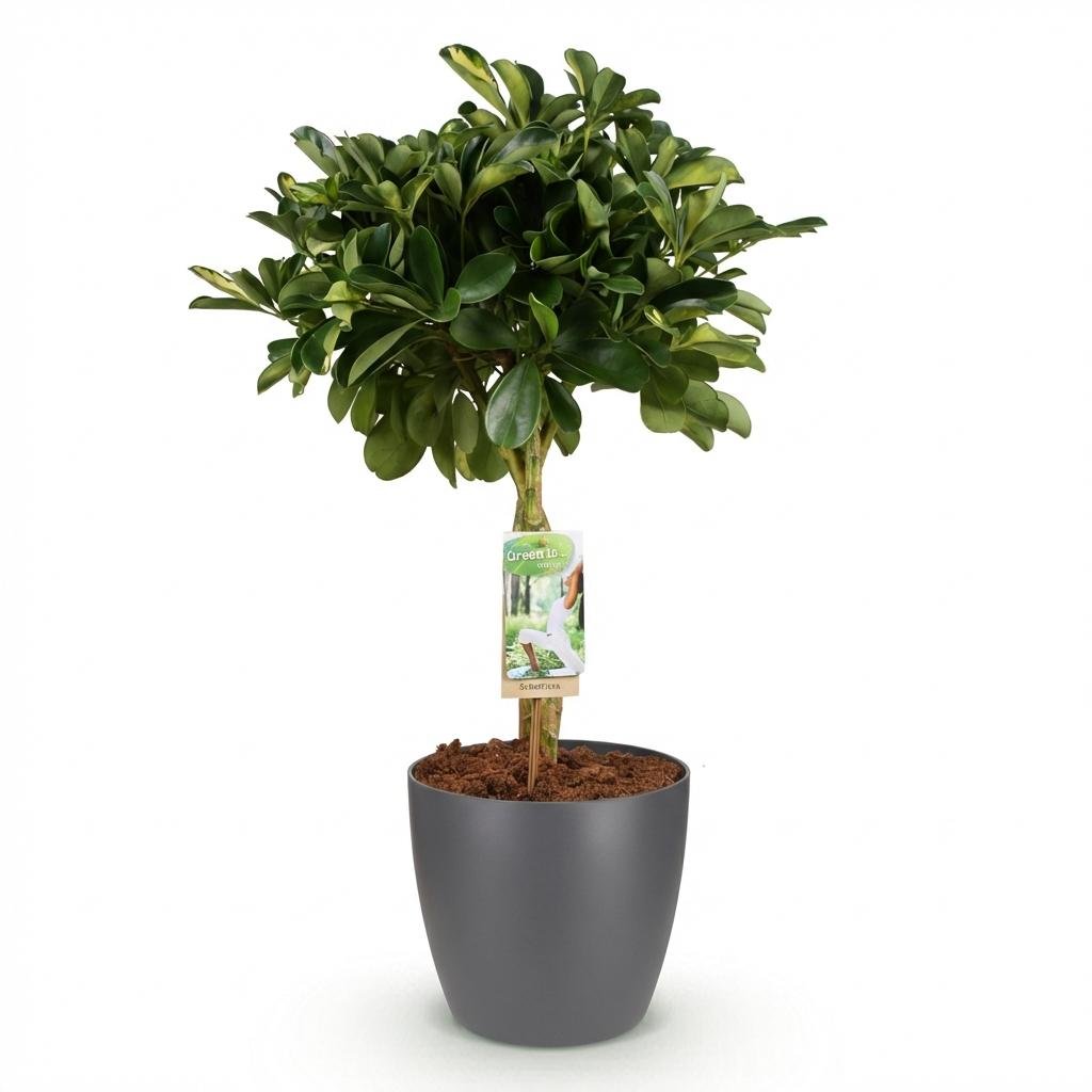 Schefflera Gold Capelle Fingerbaum im weißen oder grauen Potter-Topf, Höhe 70-81cm, Everspring, Zimmerpflanze, dekorativ