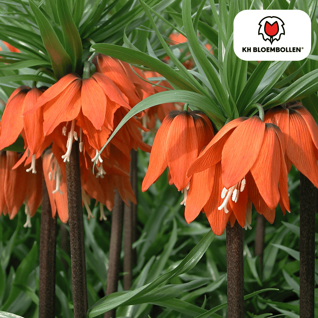Fritillaria Imperialis Crown Rubra – 5 Stück | Rote Kaiserkrone - Wurzelwerk Design
