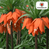 Fritillaria Imperialis Crown Rubra – 5 Stück | Rote Kaiserkrone - Wurzelwerk Design