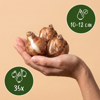 Blumenzwiebel-Mischung Trockengarten – online kaufen | 35 bis 280 Zwiebeln für sonnige, trockene Beete – Wurzelwerk Design