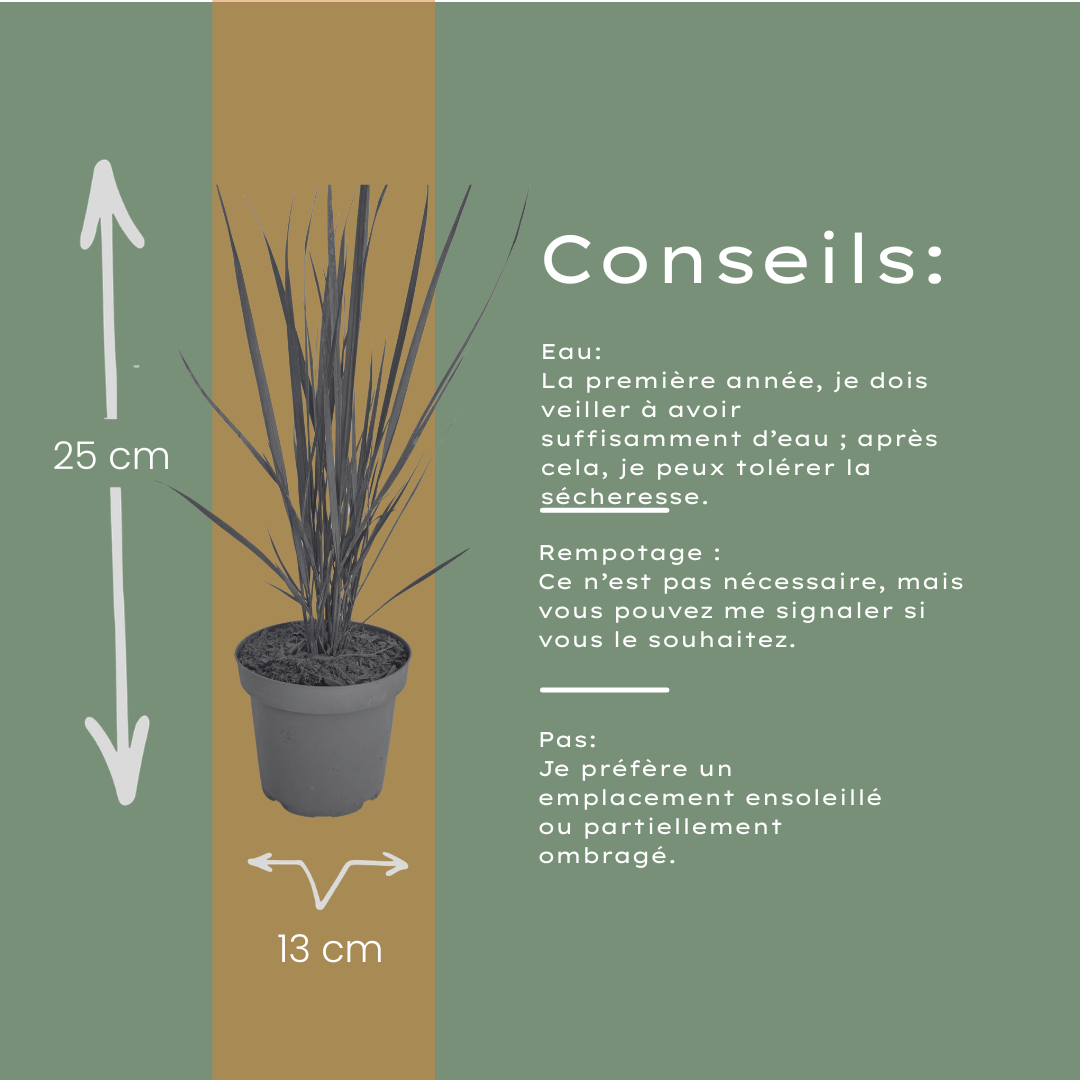 Rutenhirse Northwind kaufen | 3× Panicum virgatum, Ø 12 cm