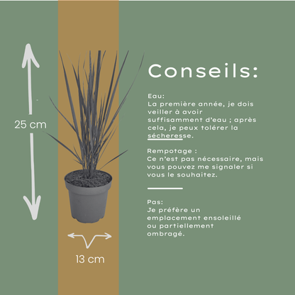 Rutenhirse Northwind kaufen | 3× Panicum virgatum, Ø 12 cm