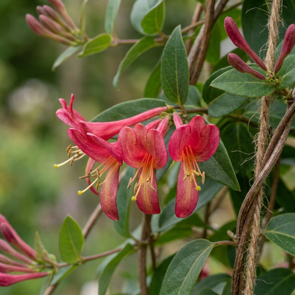 Henrys Geißblatt (Lonicera henryi) mit gelb-roten Blüten – Bild 3
