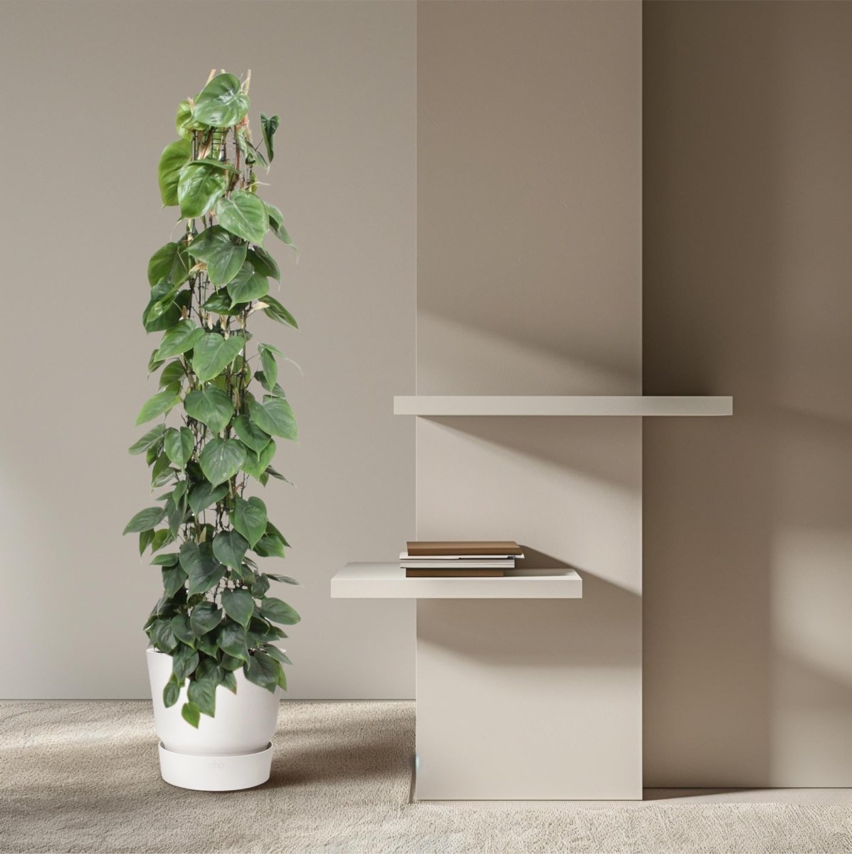 Philodendron scandens | Herzblatt - Philodendron – Pflegeleichte Kletter - &amp; Hängepflanze - Wurzelwerk Design
