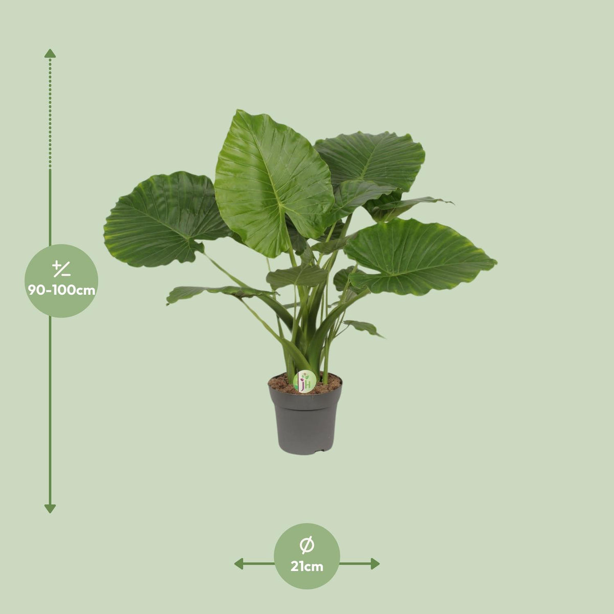 Grüne Alocasia Gageana California Pflanze von Everspring mit großen Blättern, Höhe ca. 80cm, Topfdurchmesser 21cm