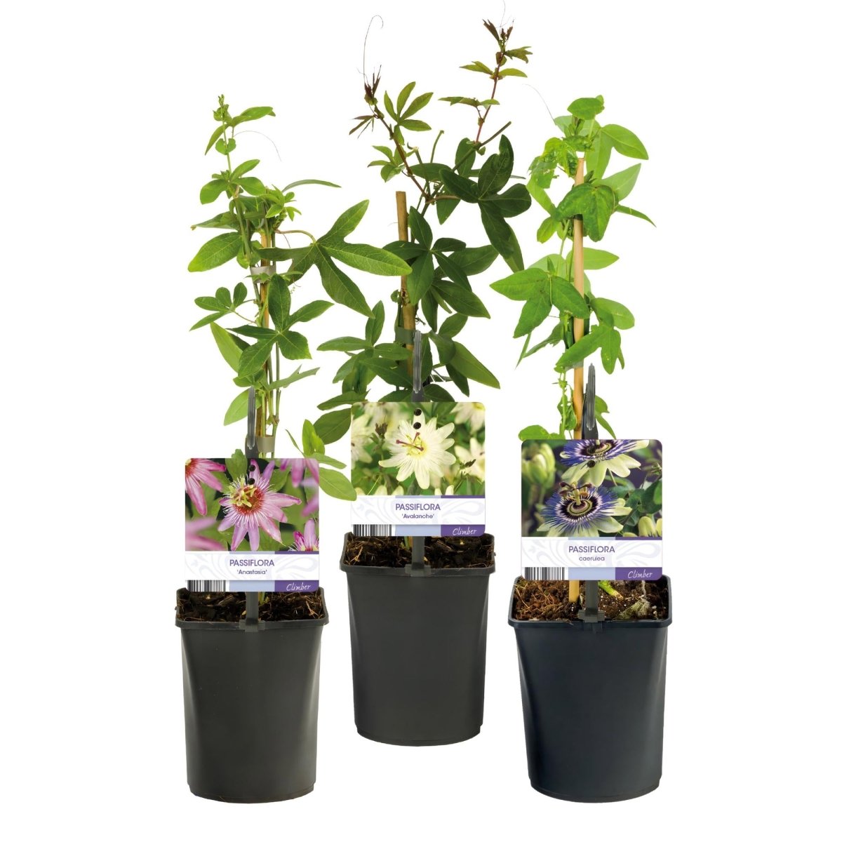 Passionsblume Passiflora Tricolour | Rosa - Weiß - Lila Blüten – 3 Pflanzen 40 cm Ø11 cm Topf - Wurzelwerk Design