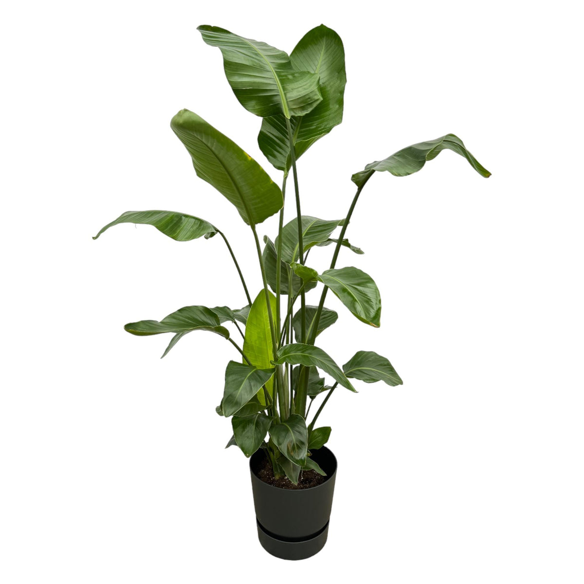 Everspring Strelitzia Nicolai Pflanze mit elho Greenville Round Topf, 160cm, schwarz, große grüne Blätter, naturbelassen