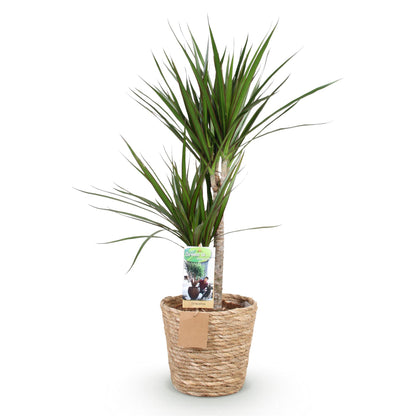 Everspring Drachenblutbaum Dracaena Marginata in Korb, 90-100cm hohe Zimmerpflanze mit schmalen Blättern und rotem Rand