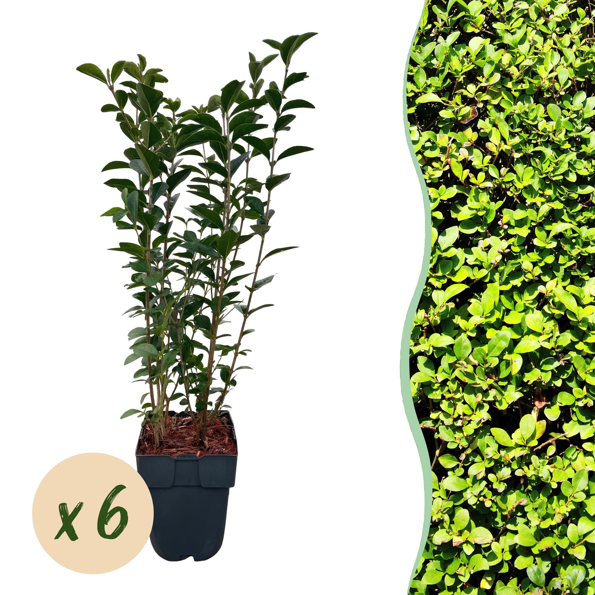 Liguster – Ligustrum ovalifolium online kaufen | 6 Pflanzen für 1 m Hecke, schnellwachsend &amp; anspruchslos – Wurzelwerk Design
