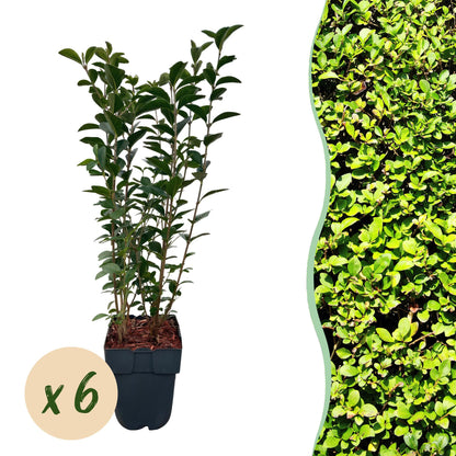 Liguster – Ligustrum ovalifolium online kaufen | 6 Pflanzen für 1 m Hecke, schnellwachsend &amp; anspruchslos – Wurzelwerk Design
