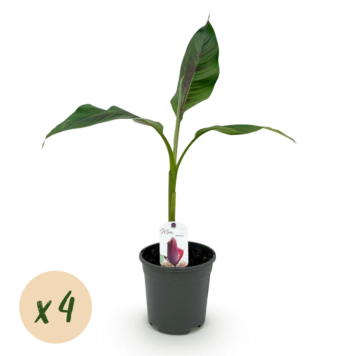 Obstpflanze Musa sikkemensis Red Tiger, winterharte Bananenpflanze, 4 Pflanzen im Topf, Höhe 40cm, Everspring