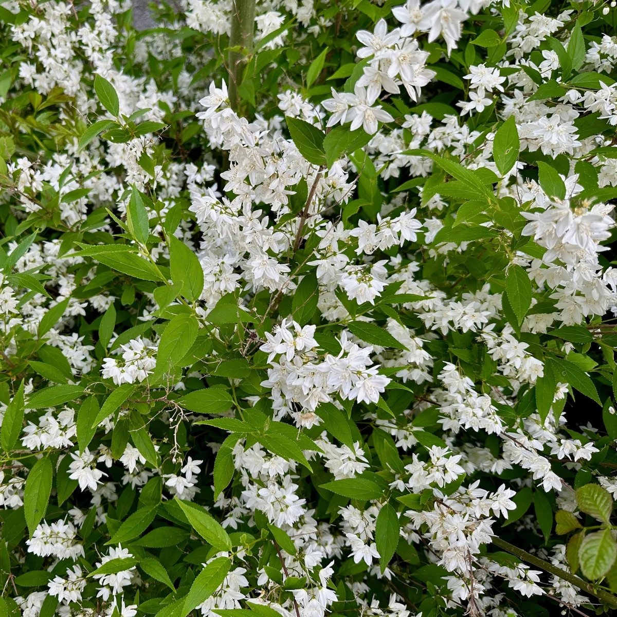 Deutzia Gracilis - Blüte Weiß - 1 Pflanze - Laubabwerfend - Wenig Pflege - Topf 17cm Höhe 45cm - Wurzelwerk Design