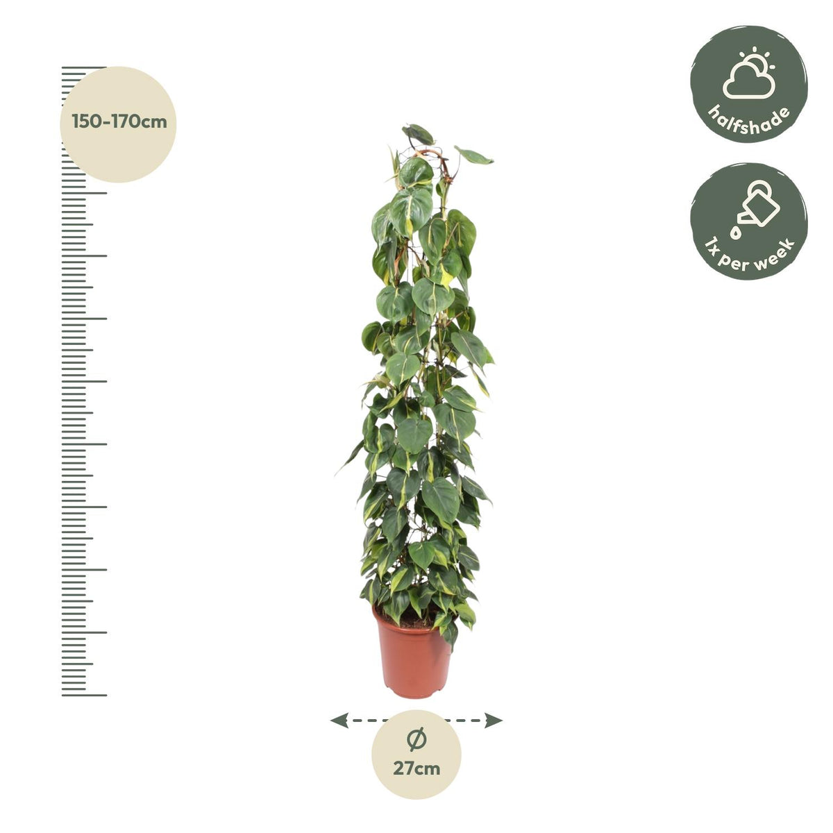 Philodendron Scandens Brasil Gaasrek, 160 cm hoch, mit großen grünen Blättern, von Everspring.