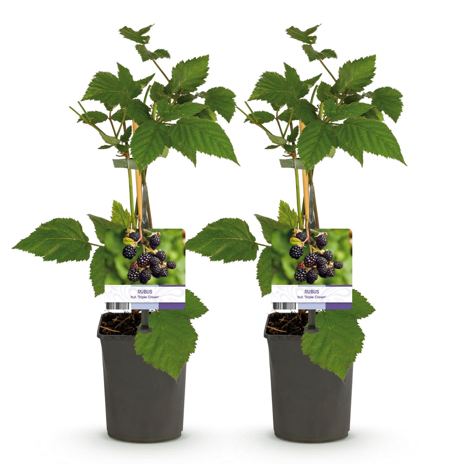 Zwei dornenlose Brombeerpflanzen Rubus fruticosus Triple Crown in Töpfen, Höhe ca. 40 cm, schwarze Beeren, Everspring.
