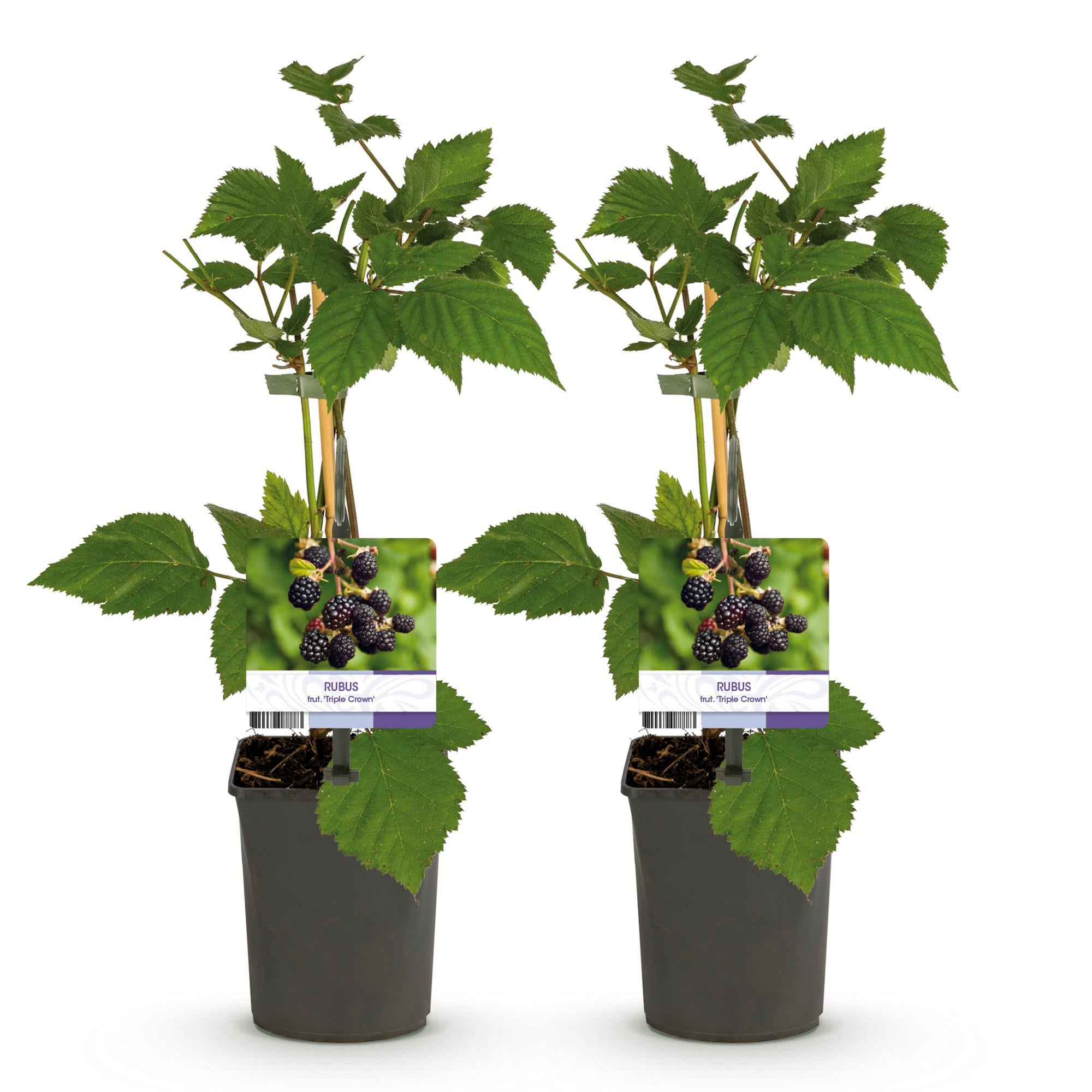 Zwei dornenlose Brombeerpflanzen Rubus fruticosus Triple Crown in Töpfen, Höhe ca. 40 cm, schwarze Beeren, Everspring.