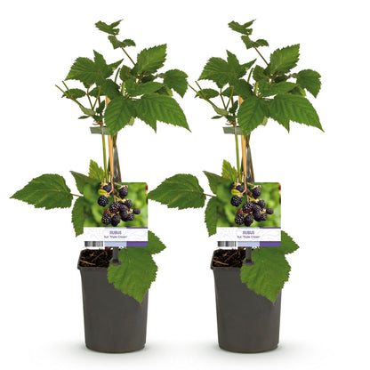 Zwei dornenlose Brombeerpflanzen Rubus fruticosus Triple Crown in Töpfen, Höhe ca. 40 cm, schwarze Beeren, Everspring.
