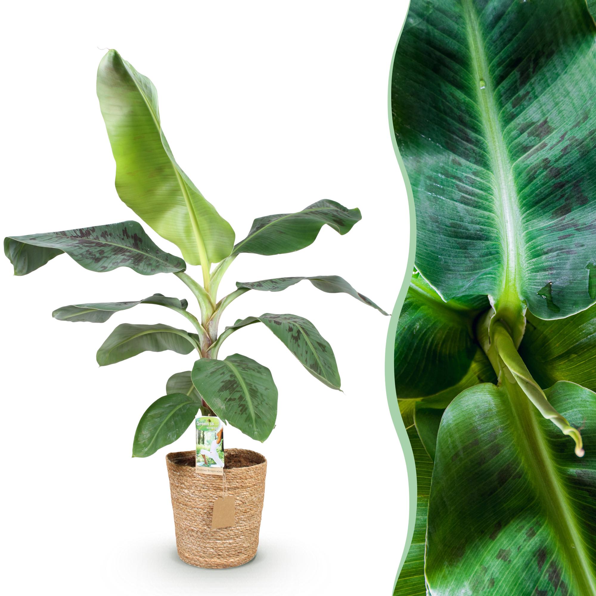 Kleine Musa acuminata Dwarf Cavendisch Bananenpflanze in Korb, Höhe 70-75cm, Everspring.