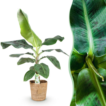 Kleine Musa acuminata Dwarf Cavendisch Bananenpflanze in Korb, Höhe 70-75cm, Everspring.