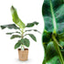 Kleine Musa acuminata Dwarf Cavendisch Bananenpflanze in Korb, Höhe 70-75cm, Everspring.