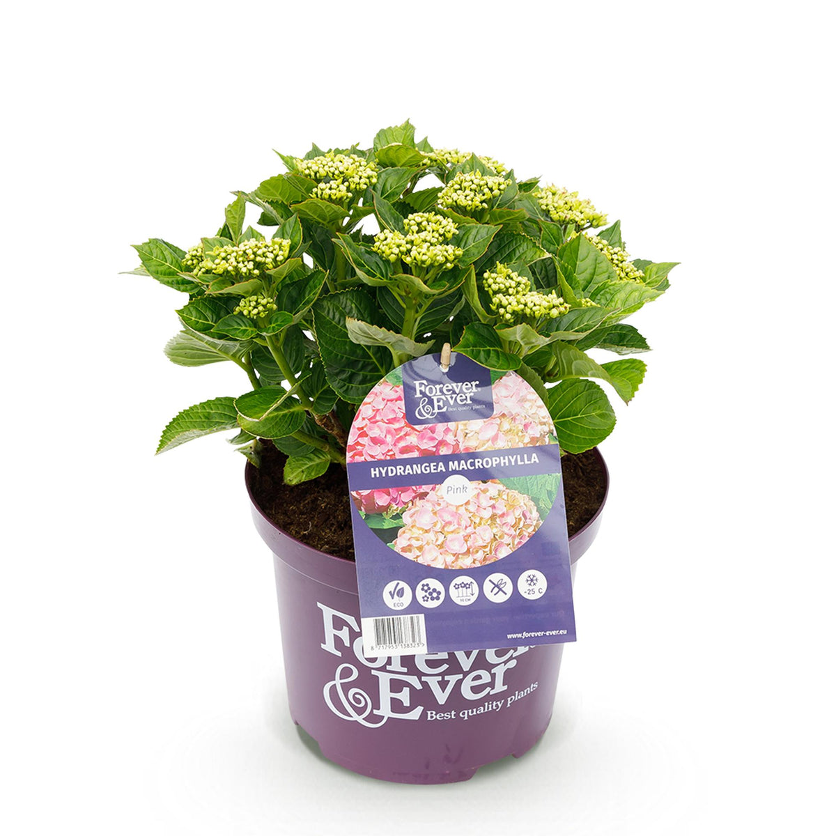 Hydrangea Forever &amp; Ever in Rosa, Topf 23cm, blühende Hortensie mit 7-12 Blüten und 55cm Höhe von Everspring.