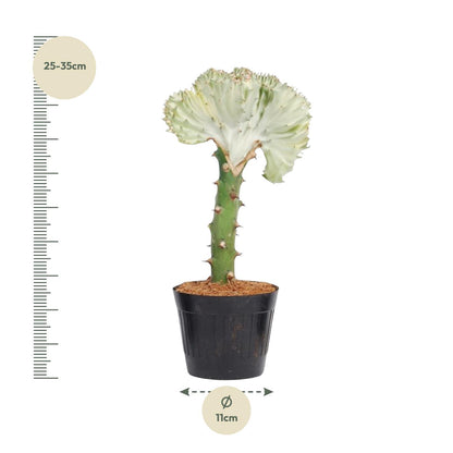 Euphorbia lactea Cristata weiß - 30 cm - ø10,5