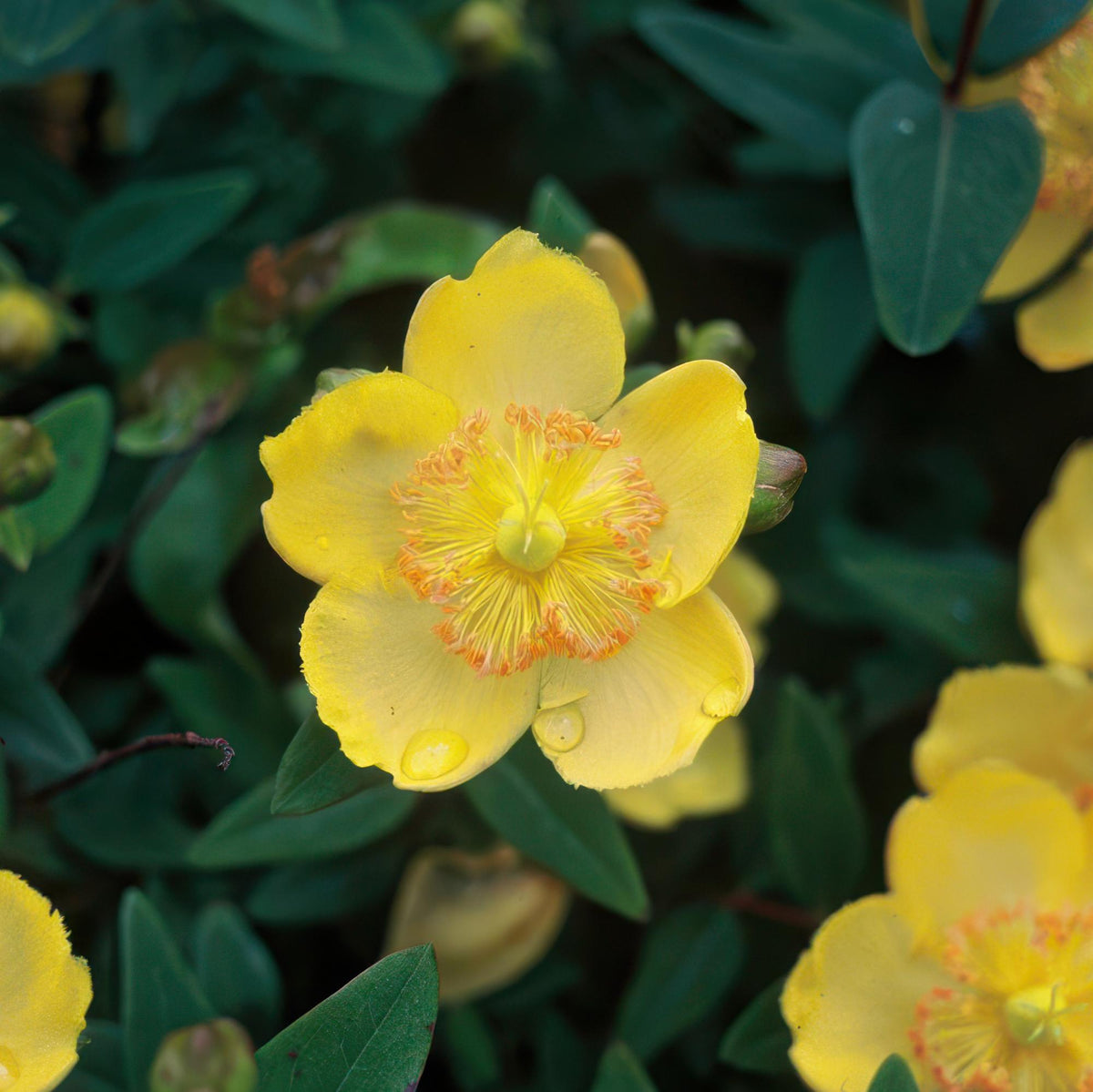 Sechs Hypericum calycinum Pflanzen, ca. 10-25cm hoch, in Töpfen mit 9cm Durchmesser, von Everspring, Nahaufnahme der Pflanzen.