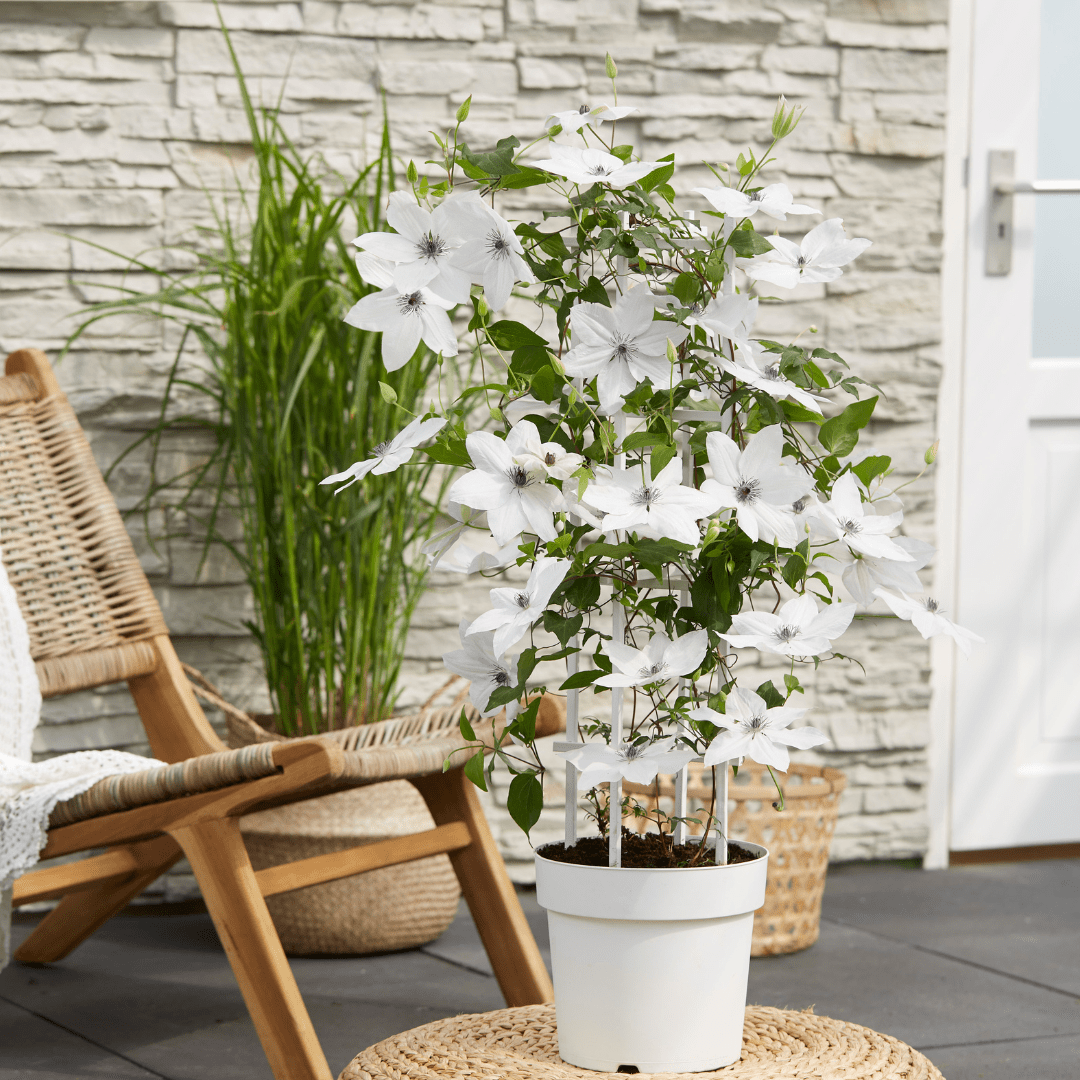 Clematis Garland Tsukiko kaufen | Kletterpflanze – Topf Ø 23 cm - Wurzelwerk Design