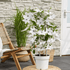 Clematis Garland Tsukiko kaufen | Kletterpflanze – Topf Ø 23 cm - Wurzelwerk Design